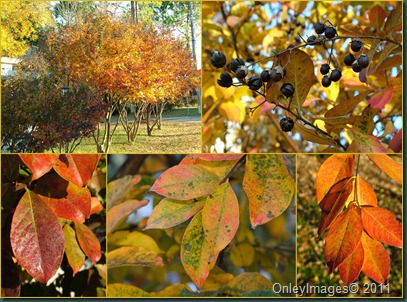 crepe myrtle fall