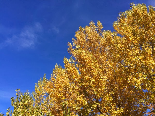 fall tree blue sky