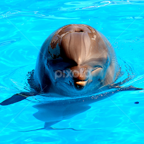 Bottle Nose Dolphin by Milton Moreno - Animals Sea Creatures