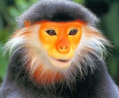 Douc langur, an Old World monkey Douc langur, an Old World monkey