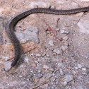 Unknown Snake