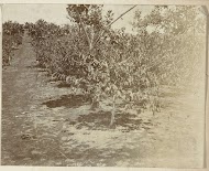 Koffie veld op plantage Silo Sanen