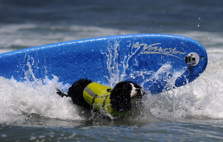 6th-surf-dog-comp10