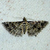 Many-plume Moth