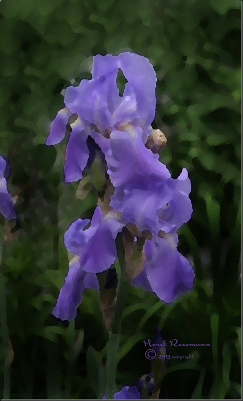 Bearded Iris Blue w Daubs