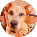 Taylor Wheeler’s Dog Training Lifestyle