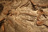 05Los restos seos conservados fueron hallados en el litoral hacia el que los pobladores de Pompeya huyeron.