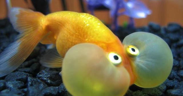 bubble eye fish black