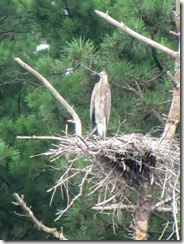 great blue herring 1 in nest3. 7.24