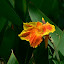 Shenzhen - Park Lichti