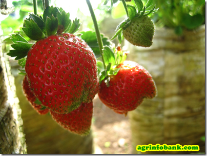 Strawberry cultivation in Pakistan