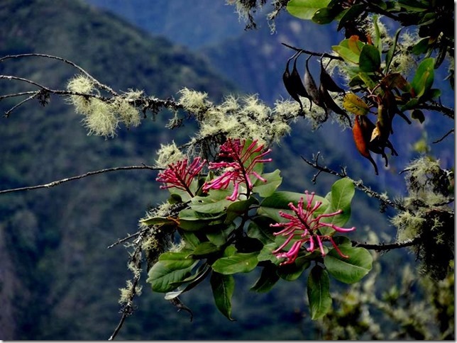 Machu_Picchu_DSC02159