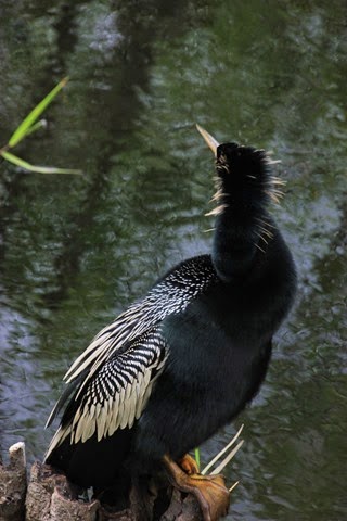 Bird Everglades 2
