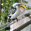 Eastern Yellow-billed Hornbill