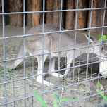 kangaroo at ueno zoo in Ueno, Japan 