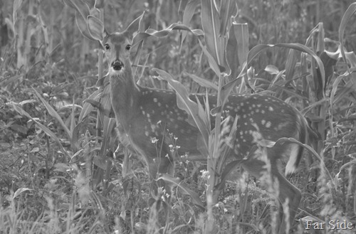 Corn Field Fawn Black and white