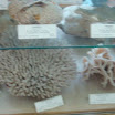 phoca_thumb_l_DSC01811.JPG