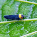Sharpshooter or Leafhopper