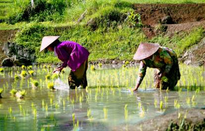 Workers in the field