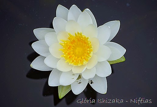 Glória Ishizaka - flores 95