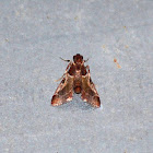 Chocolate miniture moth