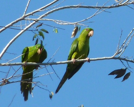 Green Parakeets Mission, Texas 8