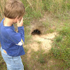 Gopher Tortoise Hole