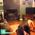 Funny videos,Funny cats, funny dogs,Funny vines compilations of June 2014