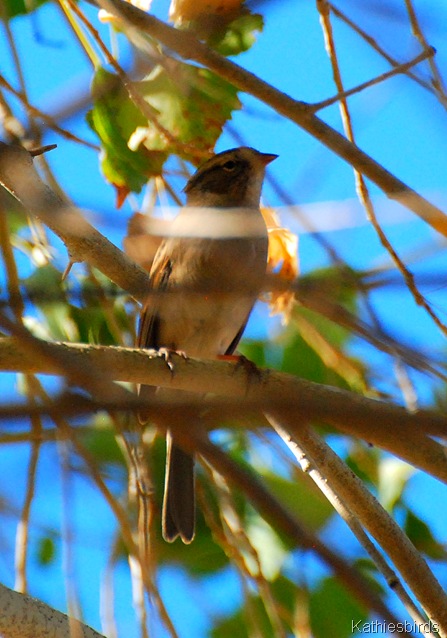 9. juv sparrow-kab