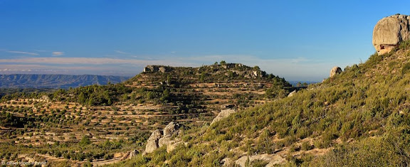 Camps d'oliveres,La Palma d'Ebre, Ribera d'Ebre, Tarragona
