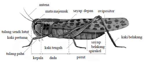 bagian tubuh belalang