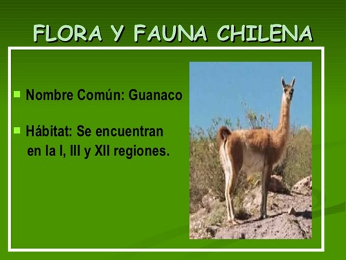 flora y fauna chilena (4)