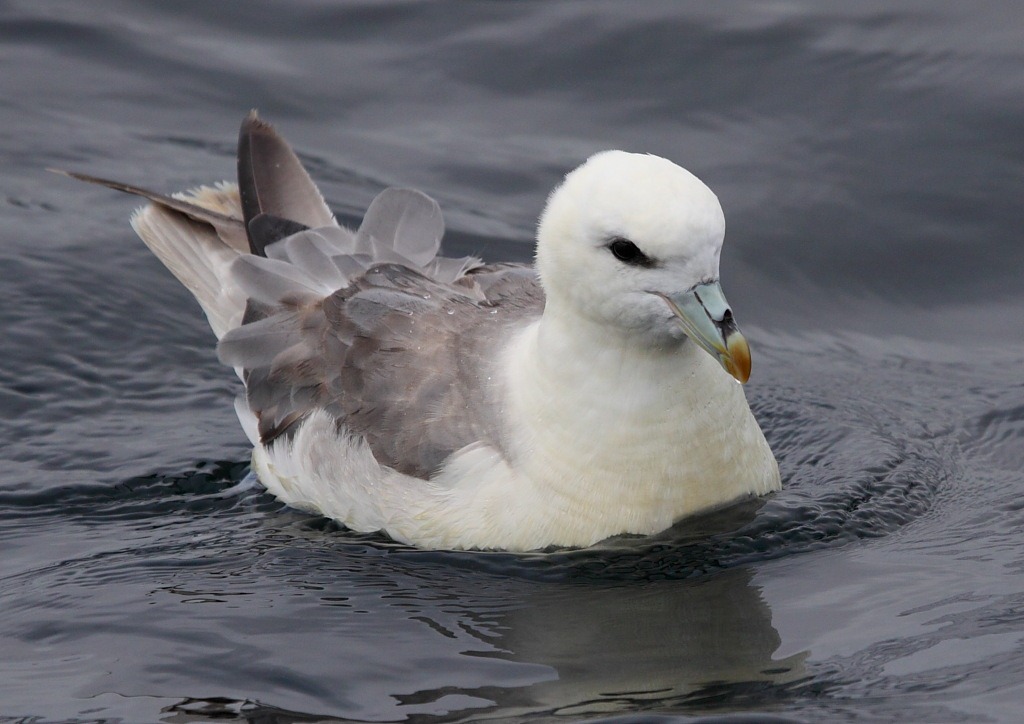 [fulmar2%255B3%255D.jpg]