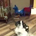 Funny Dogs Dog vs Cat Funny Animal Videos