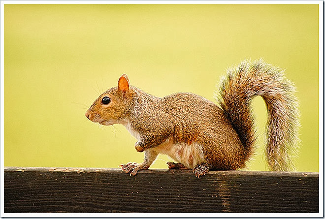 public-domain-pictures-squirrel-1 (286)