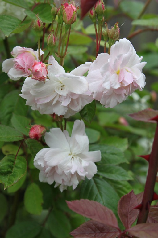 [019%255B5%255D.jpg]