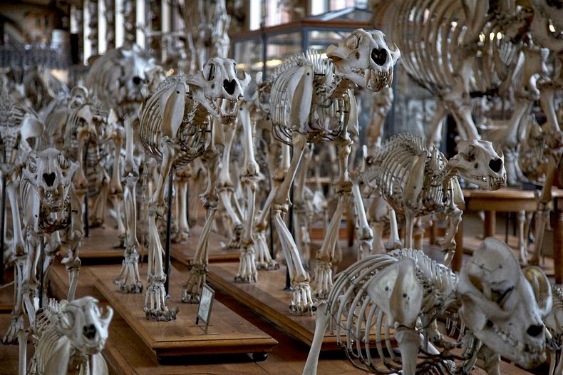 Parade of Skeletons at the Gallery of Paleontology and Comparative