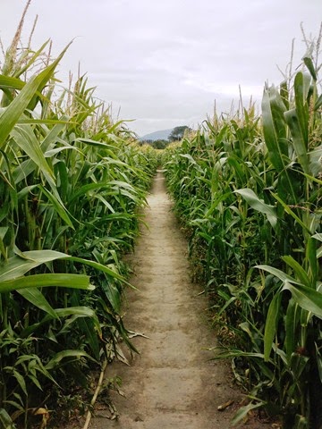 [Inside_a_corn_maze_near_Christchurch%252C_New_Zealand%255B4%255D.jpg]