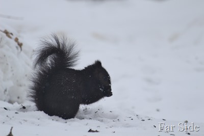 Black Squirrel March 4