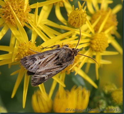 20-Antler-moth