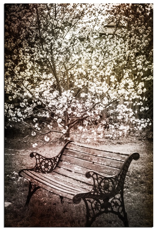 [Bench%2520by%2520Cherry%2520Tree%2520BW%2520with%2520textures%255B4%255D.jpg]