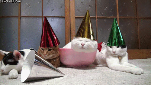 funny-gifs-aint-no-party-like-a-cat-party
