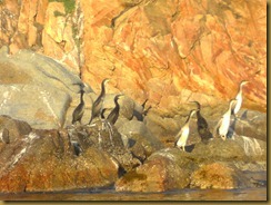cormoran-ile-rossa