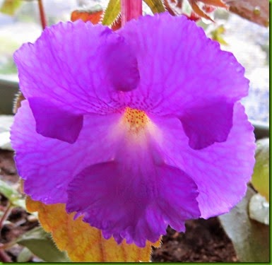 Achimenes Puprle Prince