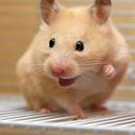 Happy Hamster Pet Apk