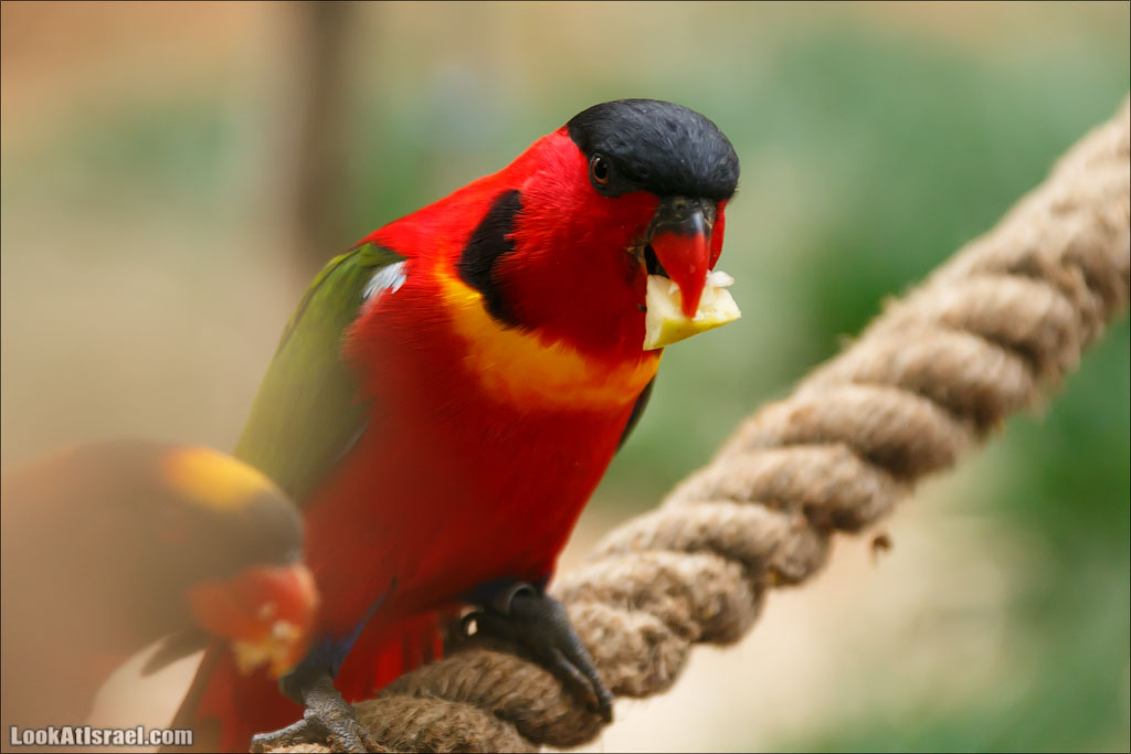 Ган Гуру - парк с кенгуру и другими австралийскими животными | Gan Guru | גן גורו | LookAtIsrael.com - Фото путешествия по Израилю