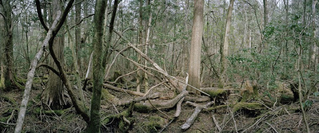 Se Vuoi Scoprire I Misteri Della Foresta