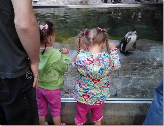 zoo-sisterspenguin