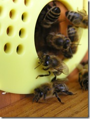 3,9,2011 včelí hoblování 355