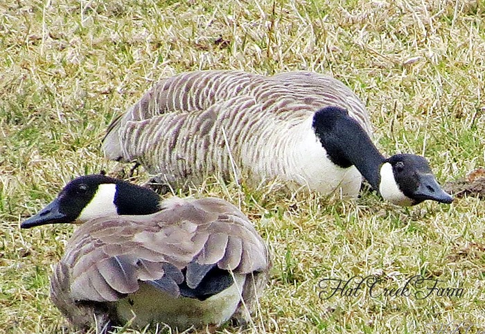 geese3-15-13
